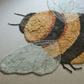 Washable Bee Rug