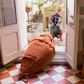 Cathy the Carrot Bean Bag