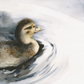 Duckling